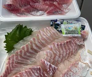 釣りへ行きタイ。鯛食べタイ♪