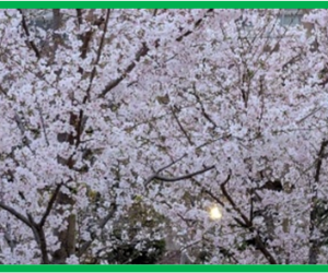 番外編　竜馬が行く発祥の『土佐稲荷神社の桜まつり』②