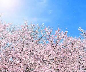 さくら開花