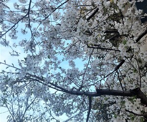 お花見