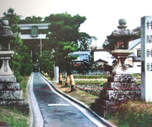 番外編七五三「杵築神社」と藍藻類